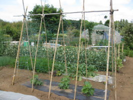 夏キュウリ 支柱を立てる 菜園おじさんのエコ野菜づくり