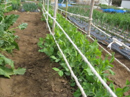 スナップエンドウ 支柱を立てる 菜園おじさんのエコ野菜づくり