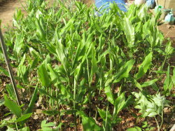 ミョウガ ミョウガの間引き 菜園おじさんのエコ野菜づくり