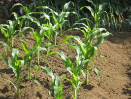 秋トウモロコシ 追肥と土寄せ 菜園おじさんのエコ野菜づくり