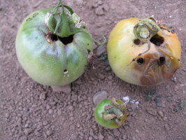 トマト タバコガ幼虫の食害 菜園おじさんのエコ野菜づくり