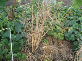 アスパラガス 立茎の刈り取り 菜園おじさんのエコ野菜づくり