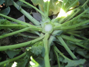 のらぼう菜：摘芯: 菜園おじさんのエコ野菜づくり