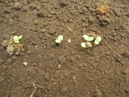 モロヘイヤ 発芽 菜園おじさんのエコ野菜づくり