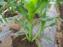 トウモロコシの脇芽欠きと土寄せ 菜園おじさんのエコ野菜づくり