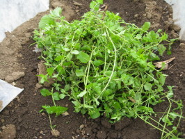 ネキリムシ ヨトウムシ 対策 菜園おじさんのエコ野菜づくり