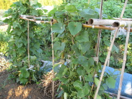 ハヤトウリの蔓誘引 菜園おじさんのエコ野菜づくり