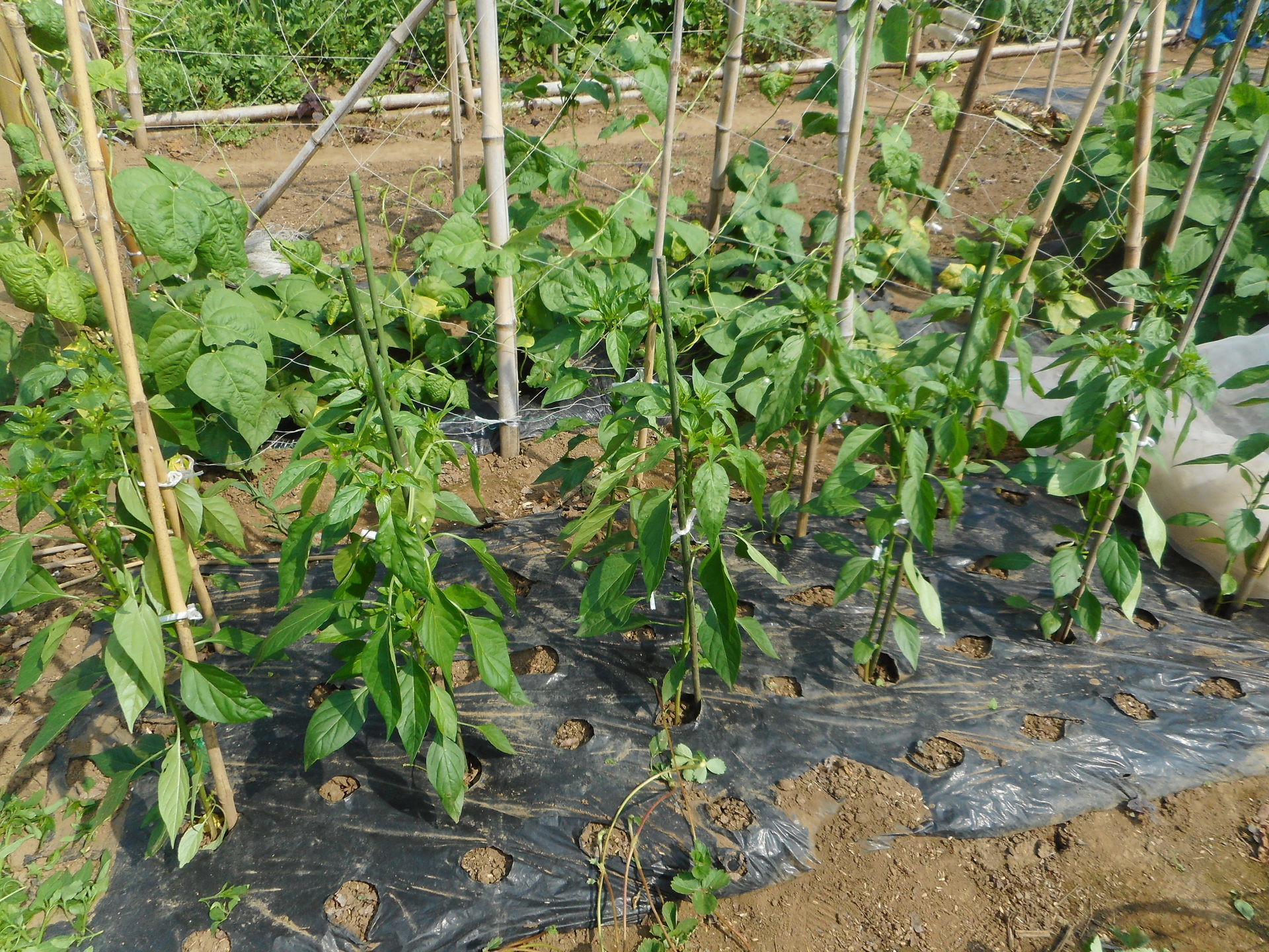 シシトウ 本支柱を立てる 菜園おじさんのエコ野菜づくり