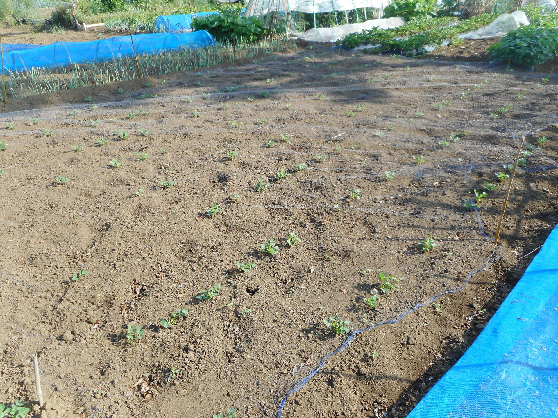 落花生 発芽が始まる 菜園おじさんのエコ野菜づくり