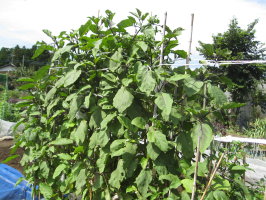 ナス 秋ナスの摘心 菜園おじさんのエコ野菜づくり