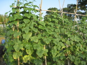 キュウリ 蔓下ろし栽培 菜園おじさんのエコ野菜づくり