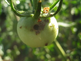 挿し芽トマト タバコガの食害 菜園おじさんのエコ野菜づくり