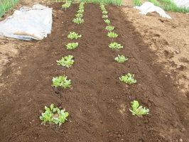 そら豆 １回目の中耕 追肥 土寄せ 菜園おじさんのエコ野菜づくり