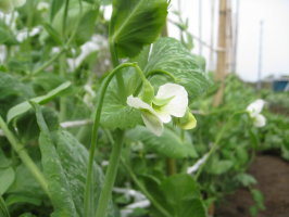 スナップエンドウ 開花 ２回目の追肥 菜園おじさんのエコ野菜づくり