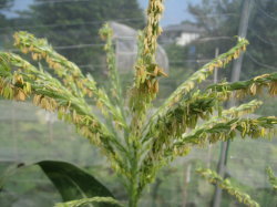 トウモロコシ ２ 雄花開花 ３回目の追肥 菜園おじさんのエコ野菜づくり