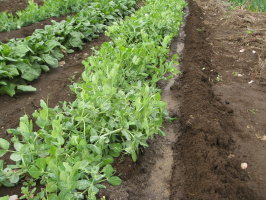 スナップエンドウ 追肥 支柱立て 菜園おじさんのエコ野菜づくり