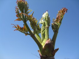 菜園日記 タラの芽の収穫 菜園おじさんのエコ野菜づくり