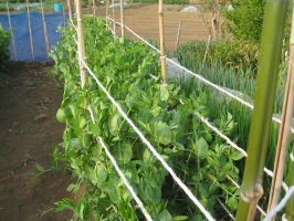 スナップエンドウ ２回目の追肥を施す 菜園おじさんのエコ野菜づくり