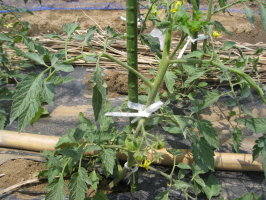 トマト 連続摘芯栽培を始める 菜園おじさんのエコ野菜づくり