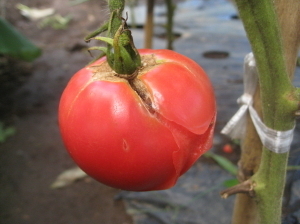 大玉挿し芽トマト 不織布の袋掛け 菜園おじさんのエコ野菜づくり