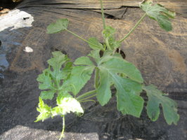 大玉スイカ 摘芯 菜園おじさんのエコ野菜づくり