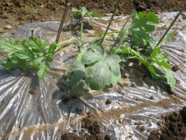 大玉スイカ 雨よけトンネルの設置 菜園おじさんのエコ野菜づくり