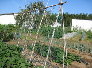 キュウリ 合掌式支柱の解体 菜園おじさんのエコ野菜づくり