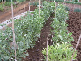 そら豆 ウイルス病 菜園おじさんのエコ野菜づくり