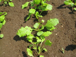 金町小カブ １回目の間引き 菜園おじさんのエコ野菜づくり