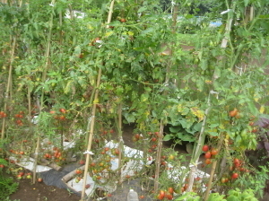 ミニトマト 整枝 追肥 菜園おじさんのエコ野菜づくり