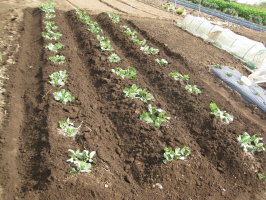 そら豆 追肥 中耕 土寄 菜園おじさんのエコ野菜づくり