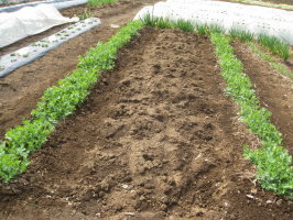 スナップエンドウ 追肥 中耕 土寄せ 菜園おじさんのエコ野菜づくり