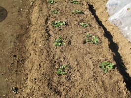 イチゴ １回目の追肥 菜園おじさんのエコ野菜づくり