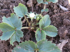 イチゴ １回目の追肥 菜園おじさんのエコ野菜づくり