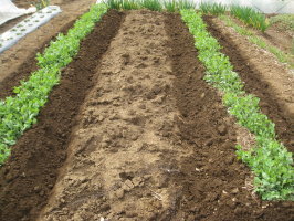 スナップエンドウ 追肥 中耕 土寄せ 菜園おじさんのエコ野菜づくり