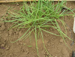 エシャレット 収穫を終える 菜園おじさんのエコ野菜づくり