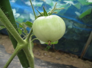 挿し芽トマト 着果が始まる 菜園おじさんのエコ野菜づくり