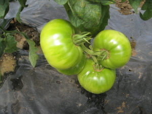 大玉トマト 第一花房下の葉を切る 菜園おじさんのエコ野菜づくり