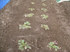 イチゴ ２回目の追肥 菜園おじさんのエコ野菜づくり