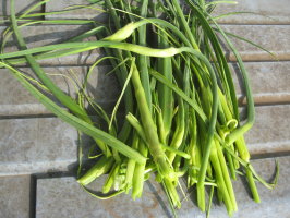 ニンニク トウ立ちが始まる 菜園おじさんのエコ野菜づくり