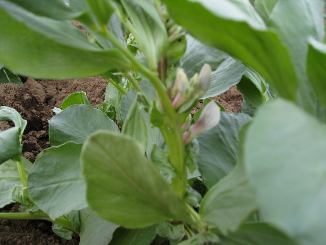 そら豆のトンネル撤収と土寄せ 菜園おじさんのエコ野菜づくり