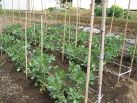 そら豆の芽欠きと支柱立て ４月６日 菜園おじさんのエコ野菜づくり