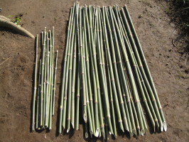 篠竹の支柱づくり: 菜園おじさんのエコ野菜づくり