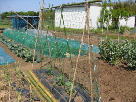 キュウリの支柱立て 菜園おじさんのエコ野菜づくり