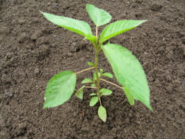 モロヘイヤの植え付け 菜園おじさんのエコ野菜づくり