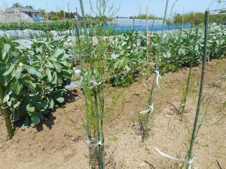 アスパラガス １年ものに支柱を立てる 菜園おじさんのエコ野菜づくり