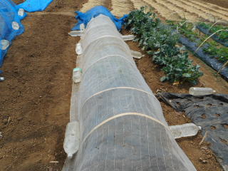 枝豆 防虫ネットトンネルにする 菜園おじさんのエコ野菜づくり